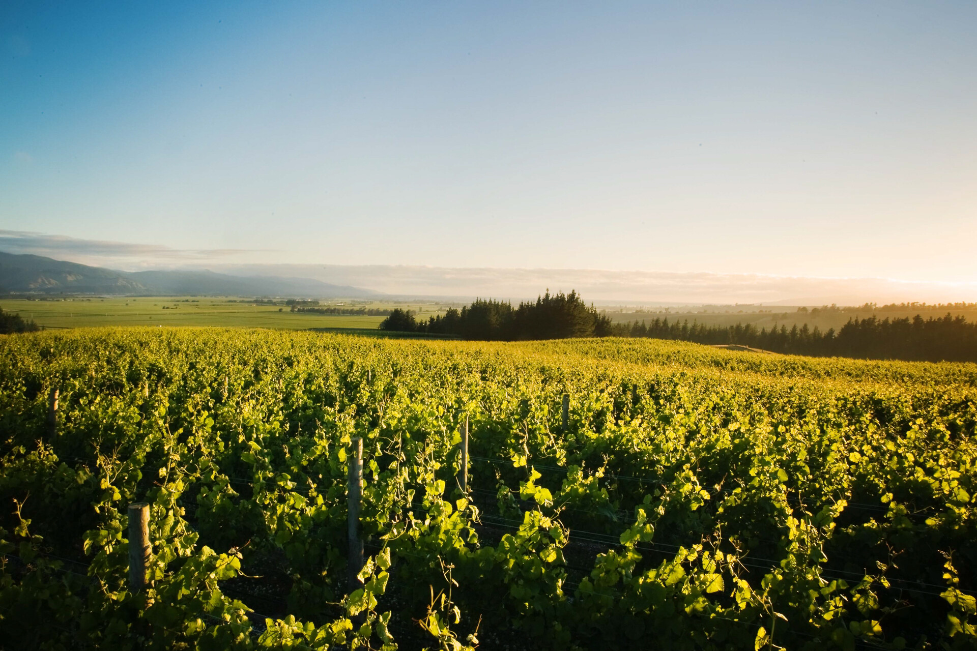 Newzealandsk Sauvignon Blanc