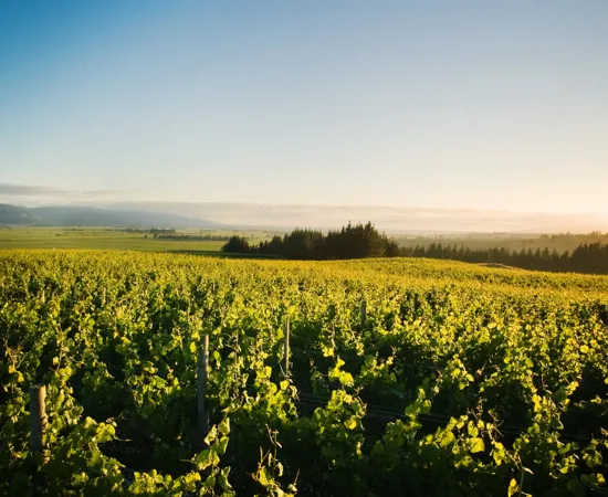 Newzealandsk Sauvignon Blanc