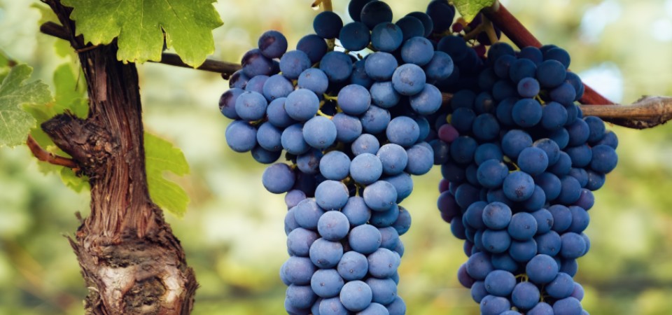 Bodegas Miguel Calatayud