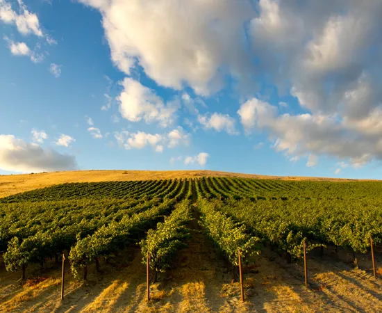 Columbia Valley – Washington State