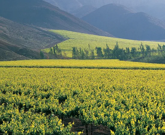 Colchagua Valley