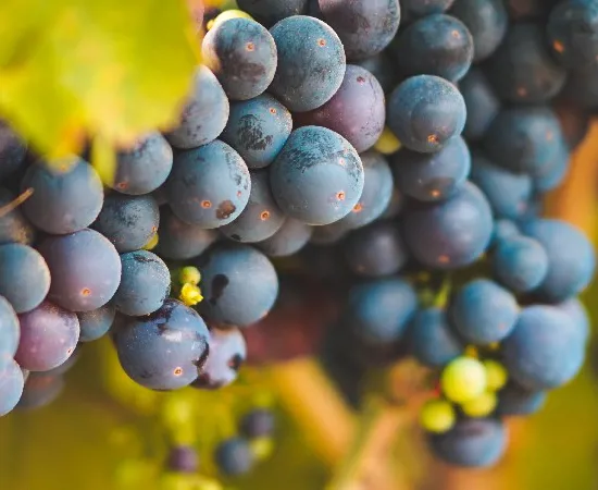 Lambrusco Grasparossa