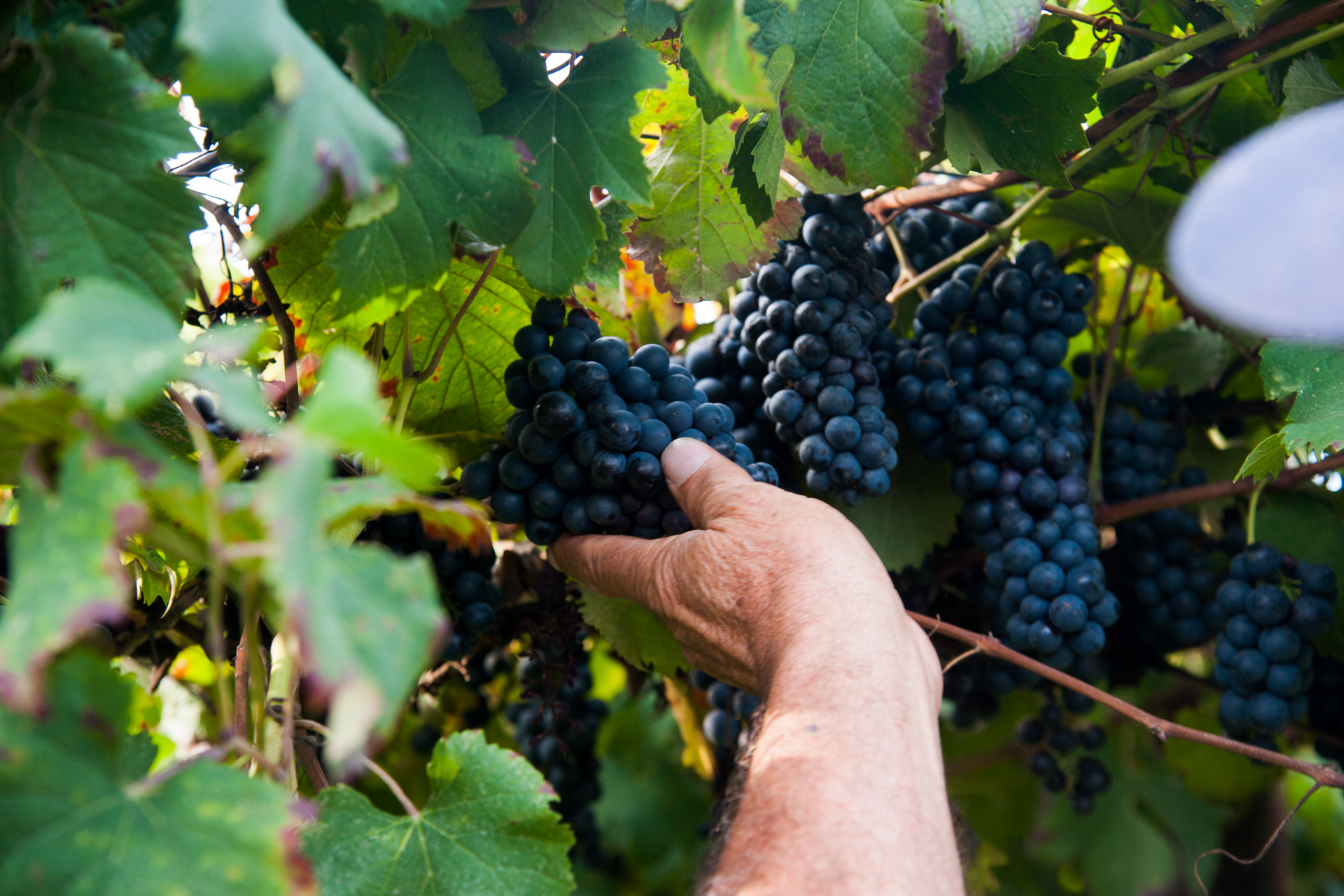Cantine di Carpi e Sorbara