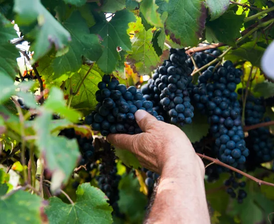 Cantina di Carpi e Sorbara