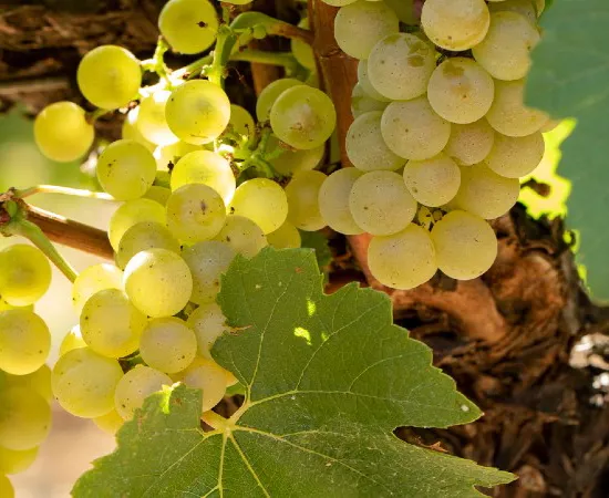 Melon De Bourgogne