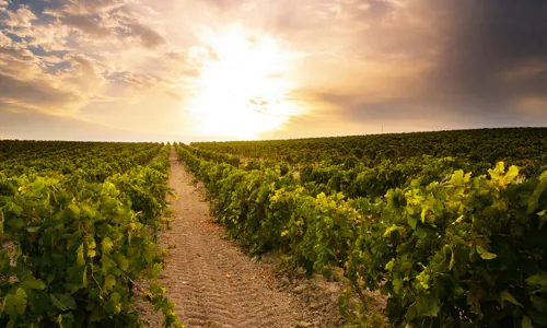 H - Bodegas Reymos - wide - 3_Edit.jpg