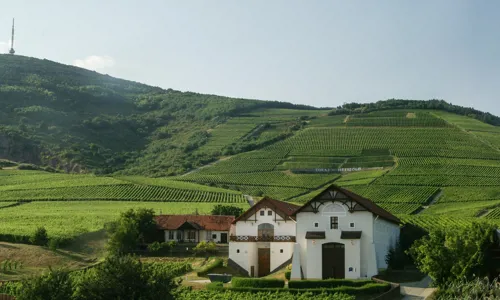 H - Hetszolo Tokaji - wide - 5_Edit.jpg