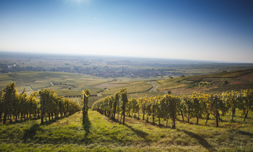 C - Vignoble - wide -1_Edit.jpg