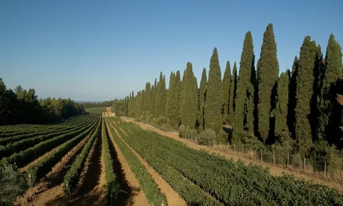 H - Castello di Bolgheri - wide - 8_Edit.jpg