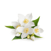 Jasmin