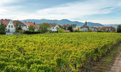 H - Clos-Saint-Jacques - wide - 1_Edit.jpg