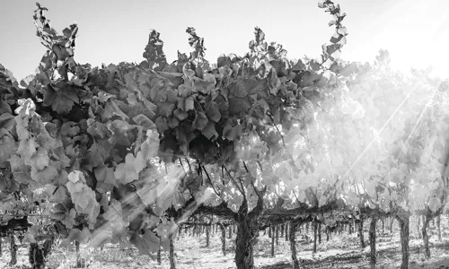 H - 667 Pinot Noir Vine Row_Edit.jpg