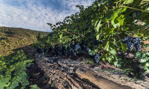 Adegas_Guimaro - Wide - 9.jpg