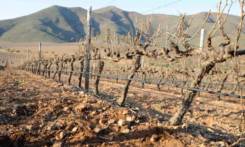 H - De Wetshof - wide- 3_Edit.jpg