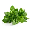 Oregano