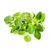 Merian