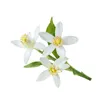 Citrusblomst