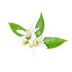Appelsinblomst