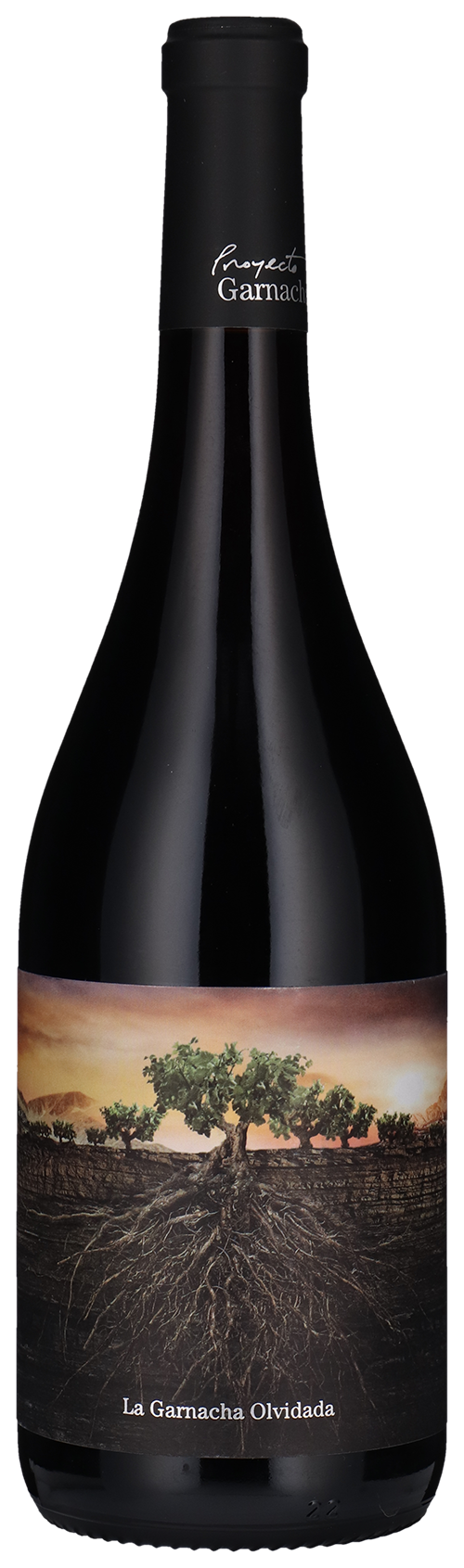 Olvidada de Aragon 2021