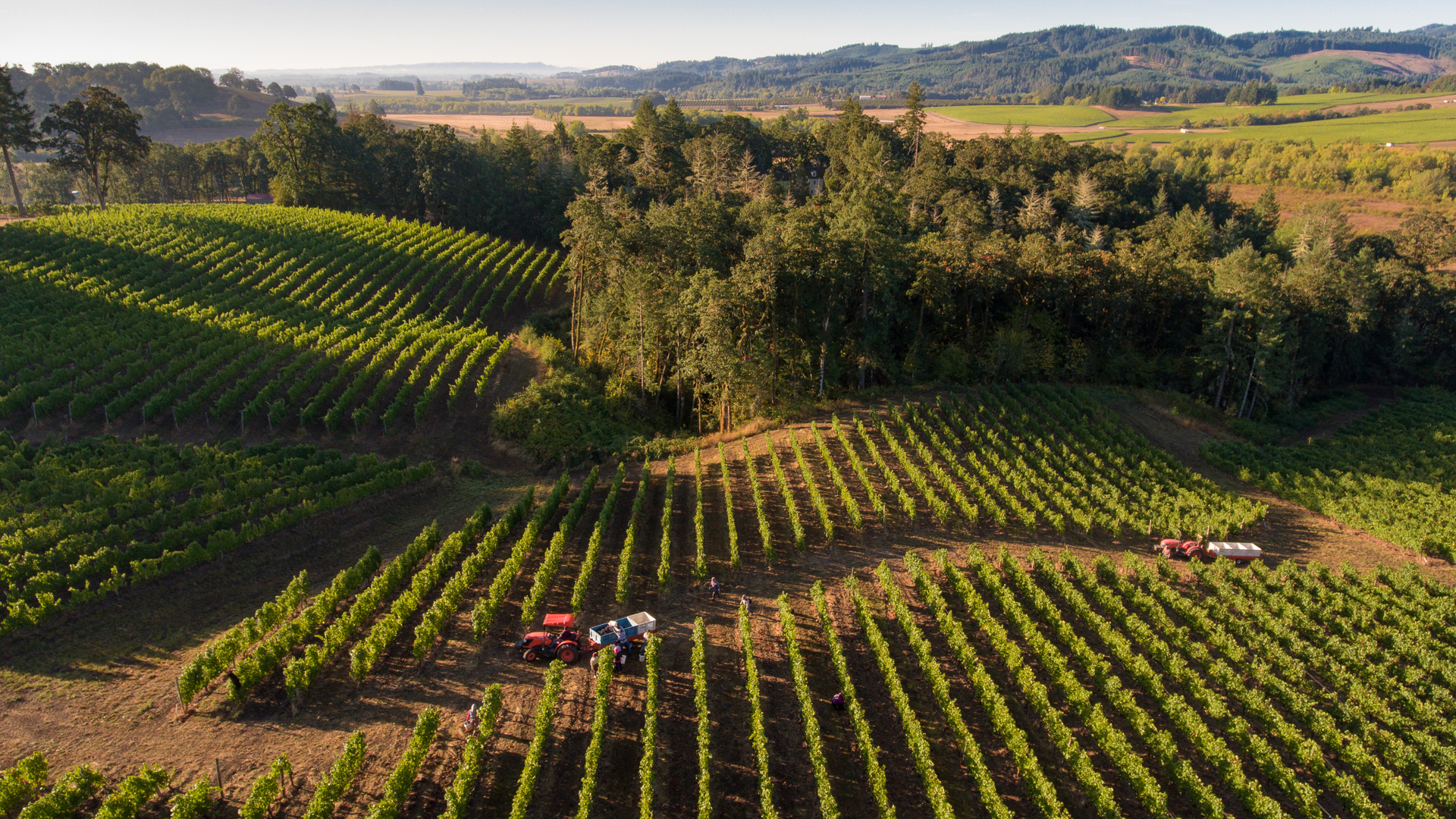 H - Domaine-Prieur-Brunet-wide-2_Edit.jpg