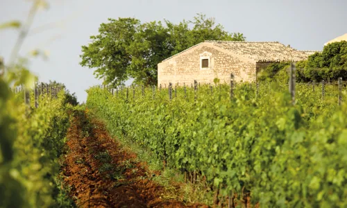 H - Feudo di Santa Tresa - wide - 10_Edit.jpg