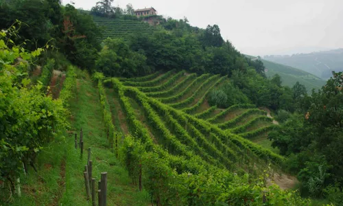 H - Brovia - wide - 4_Edit.jpg