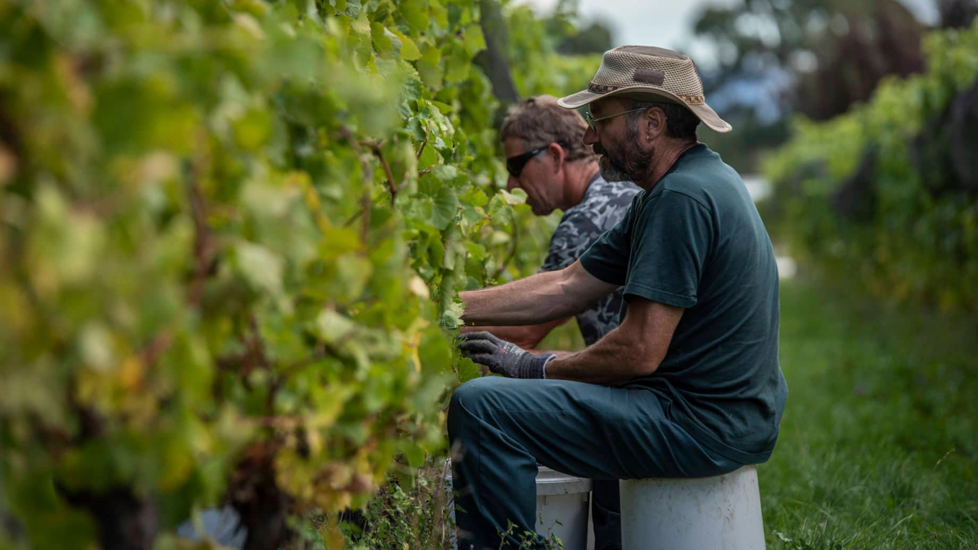 H - Hand harvest pinot (7)_Edit.jpg