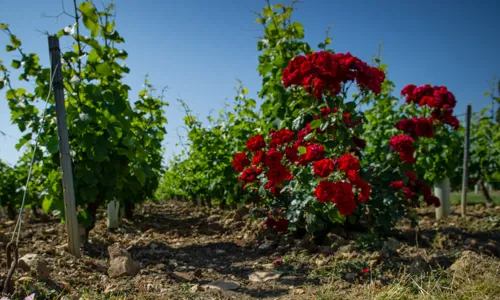 H - Domaine-Bouchie-Chatellier- wide - 2_Edit.jpg