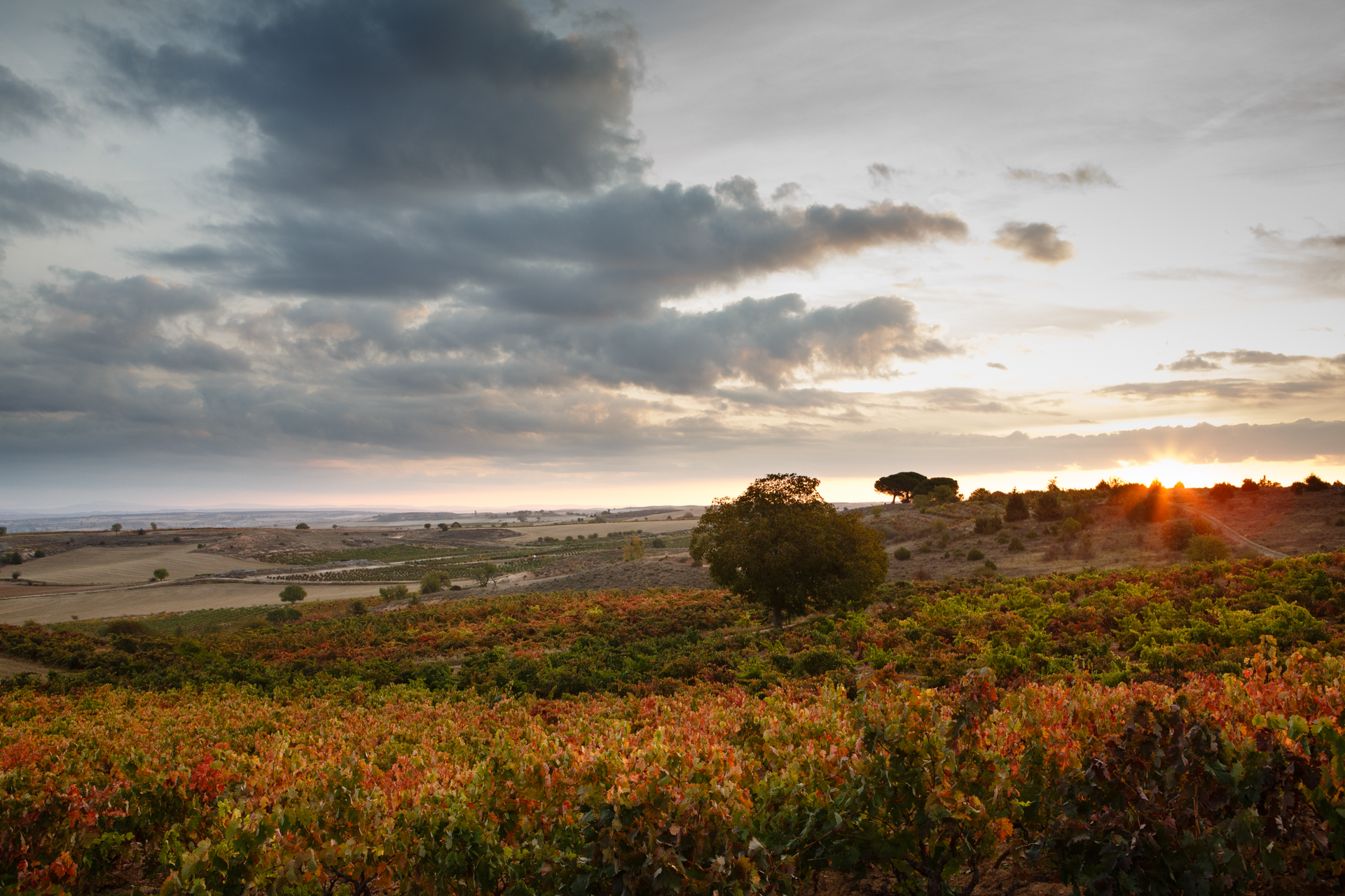 C - Vina-Mayor-wide-2_Edit.jpg