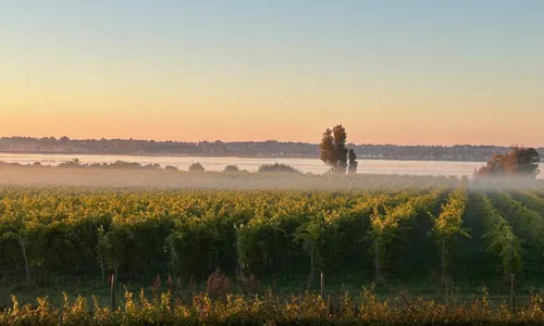 Vinmarken_Tusen Vin3 ny.jpg