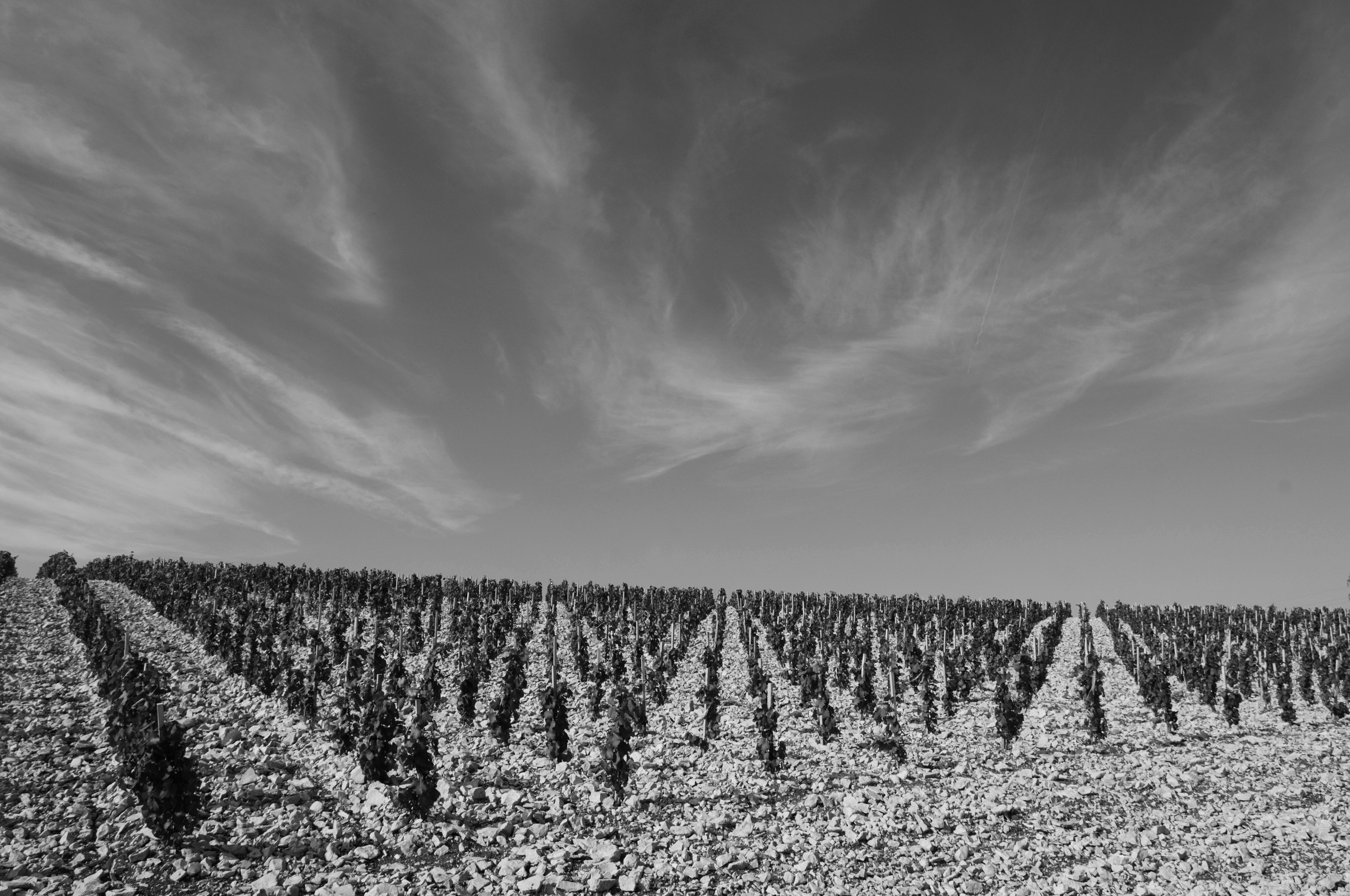 Domaine Fouassier - Vignes en noir et blanc (1).jpg