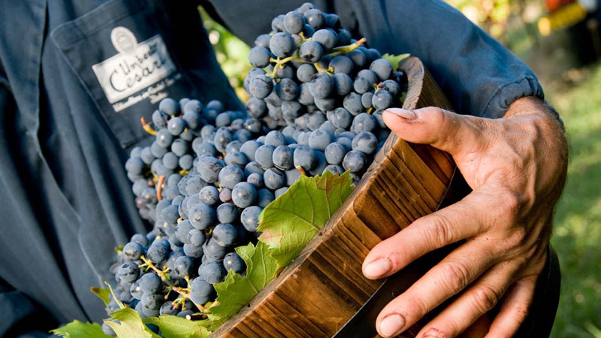 H - Umberto Cesari_Edit.jpg