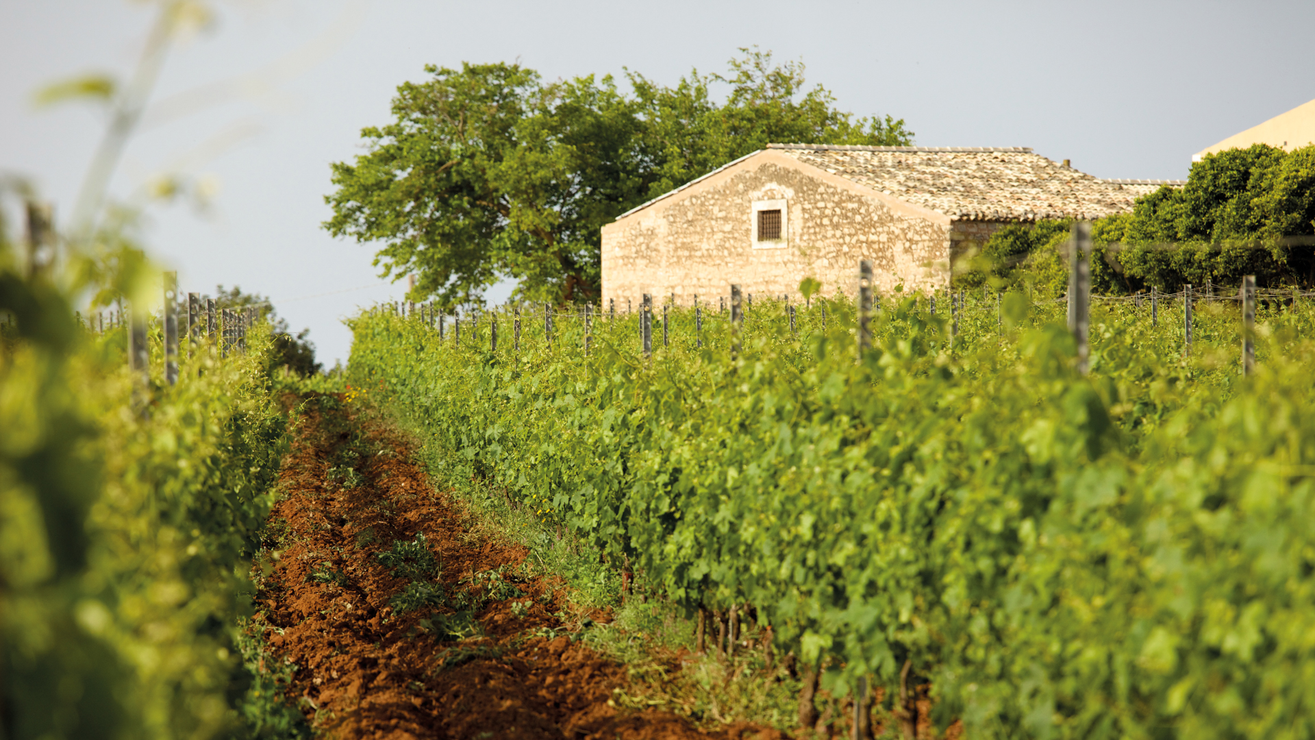 H - Feudo di Santa Tresa - wide - 10_Edit.jpg