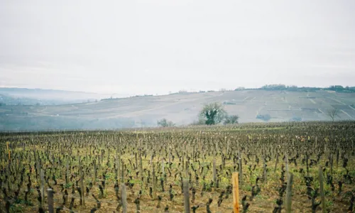 Vineyard.jpg