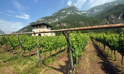 Vineyard Trentino_3.jpg