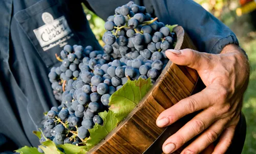 H - Umberto Cesari_Edit.jpg