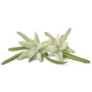 Hyldeblomst