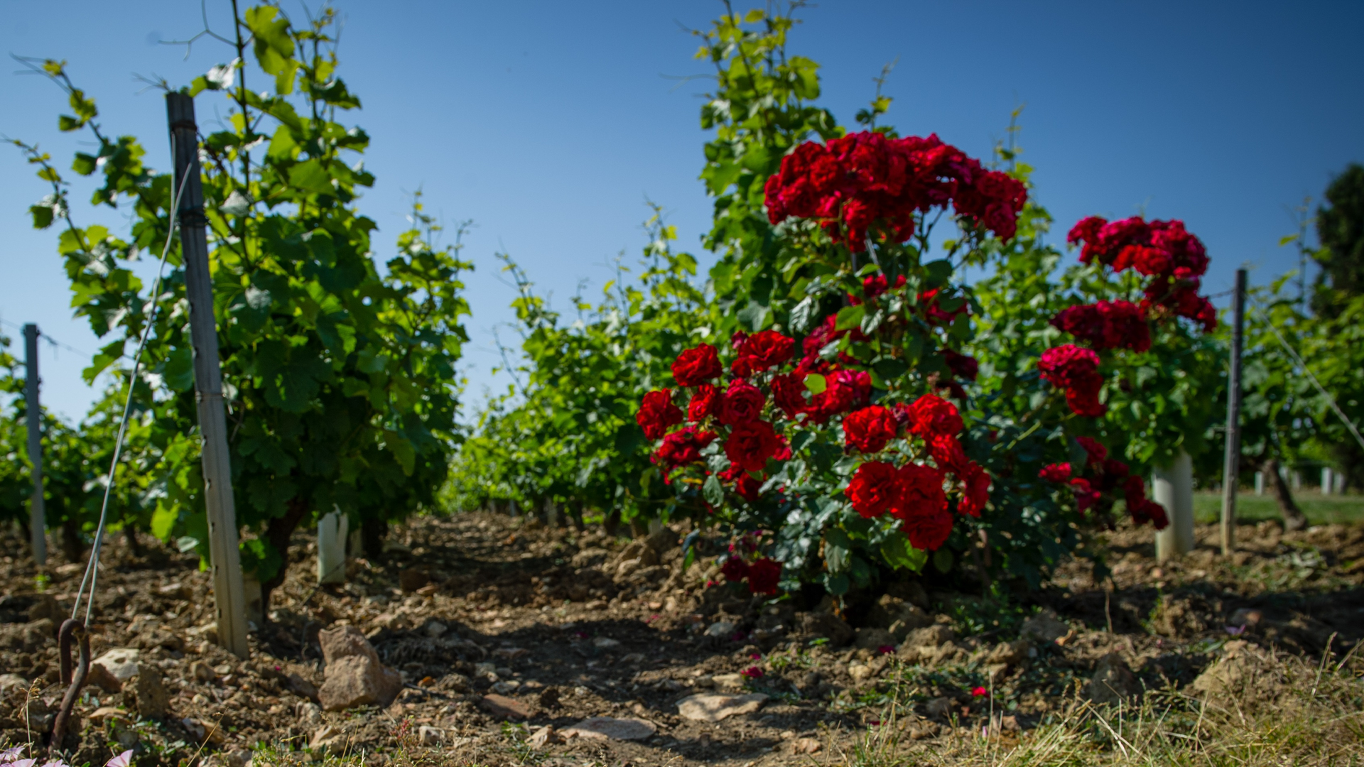 H - Domaine-Bouchie-Chatellier- wide - 2_Edit.jpg