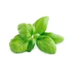 Basilikum