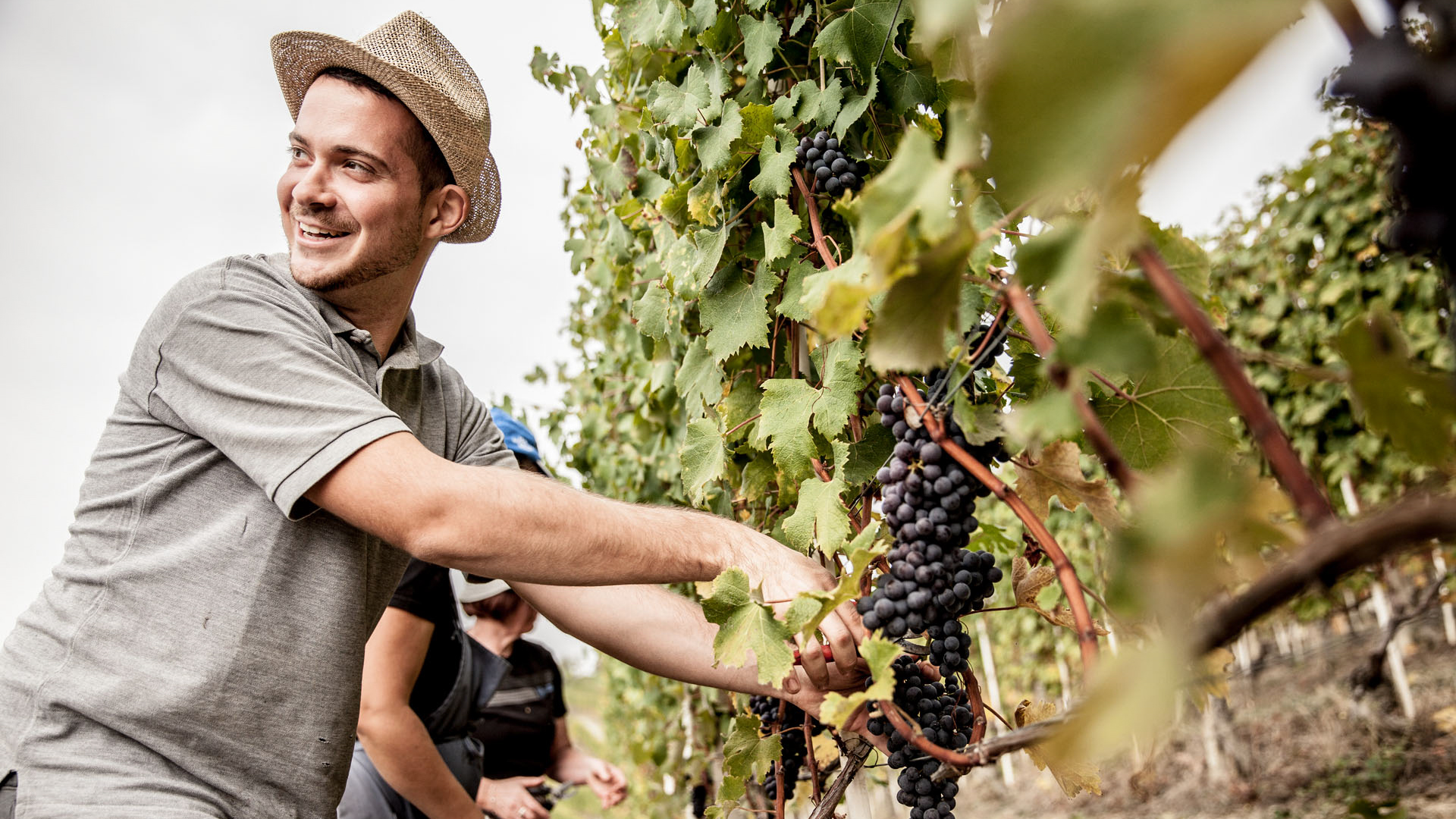 H - vendemmia_240_Edit.jpg