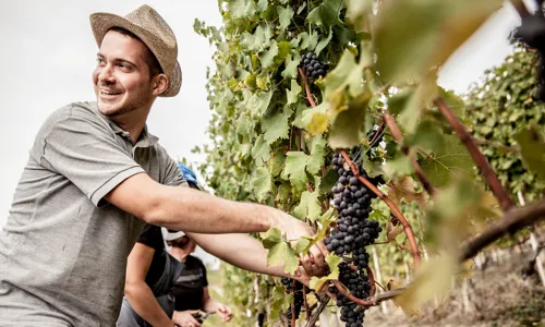 H - vendemmia_240_Edit.jpg