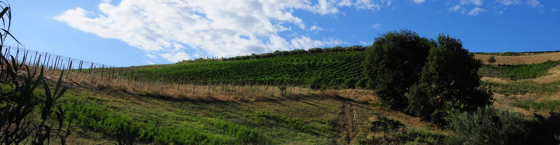 cirelli vineyard.jpg