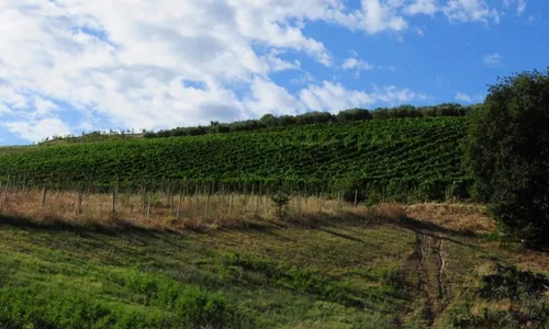 cirelli vineyard.jpg