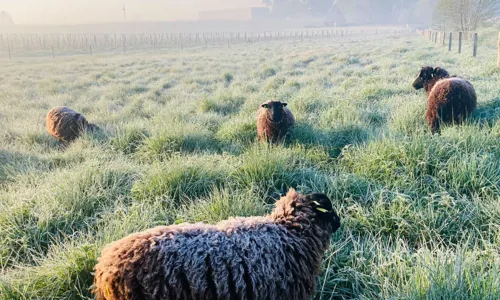 H-Moncets faar_Edit.jpg