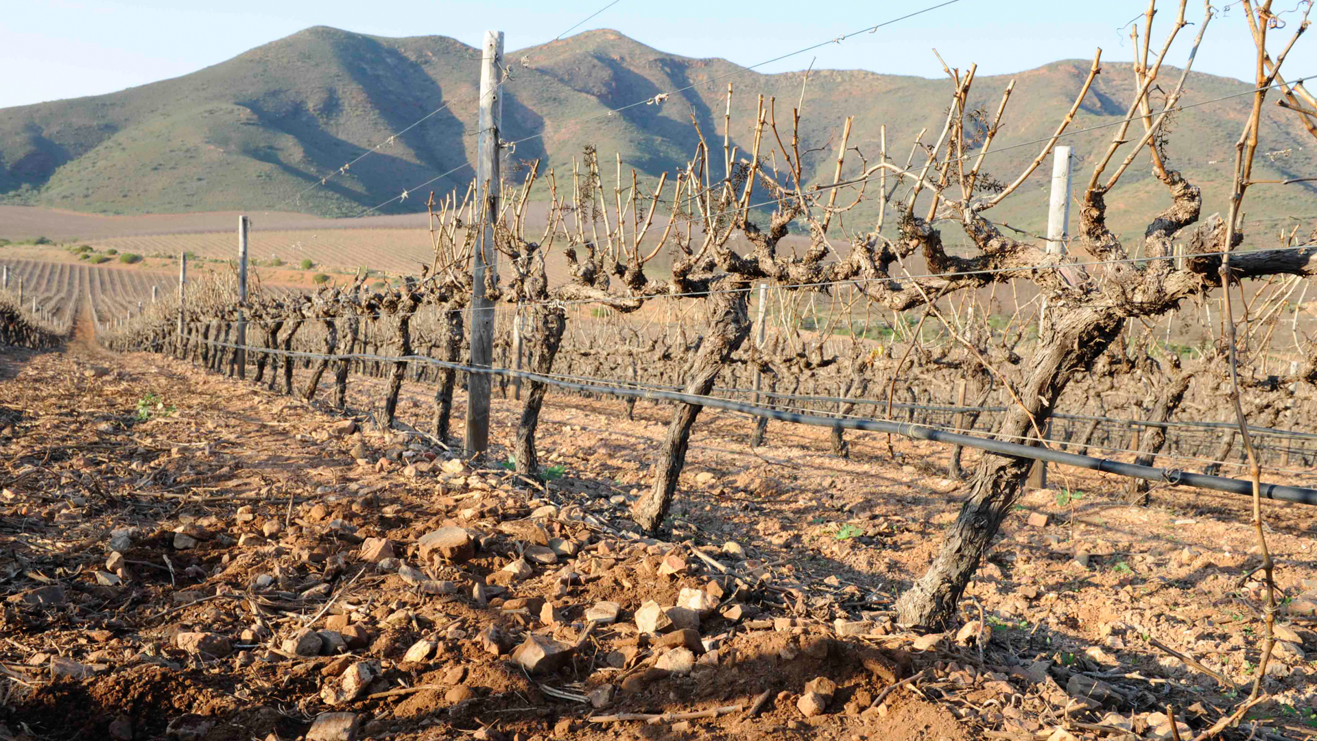 H - De Wetshof - wide- 3_Edit.jpg