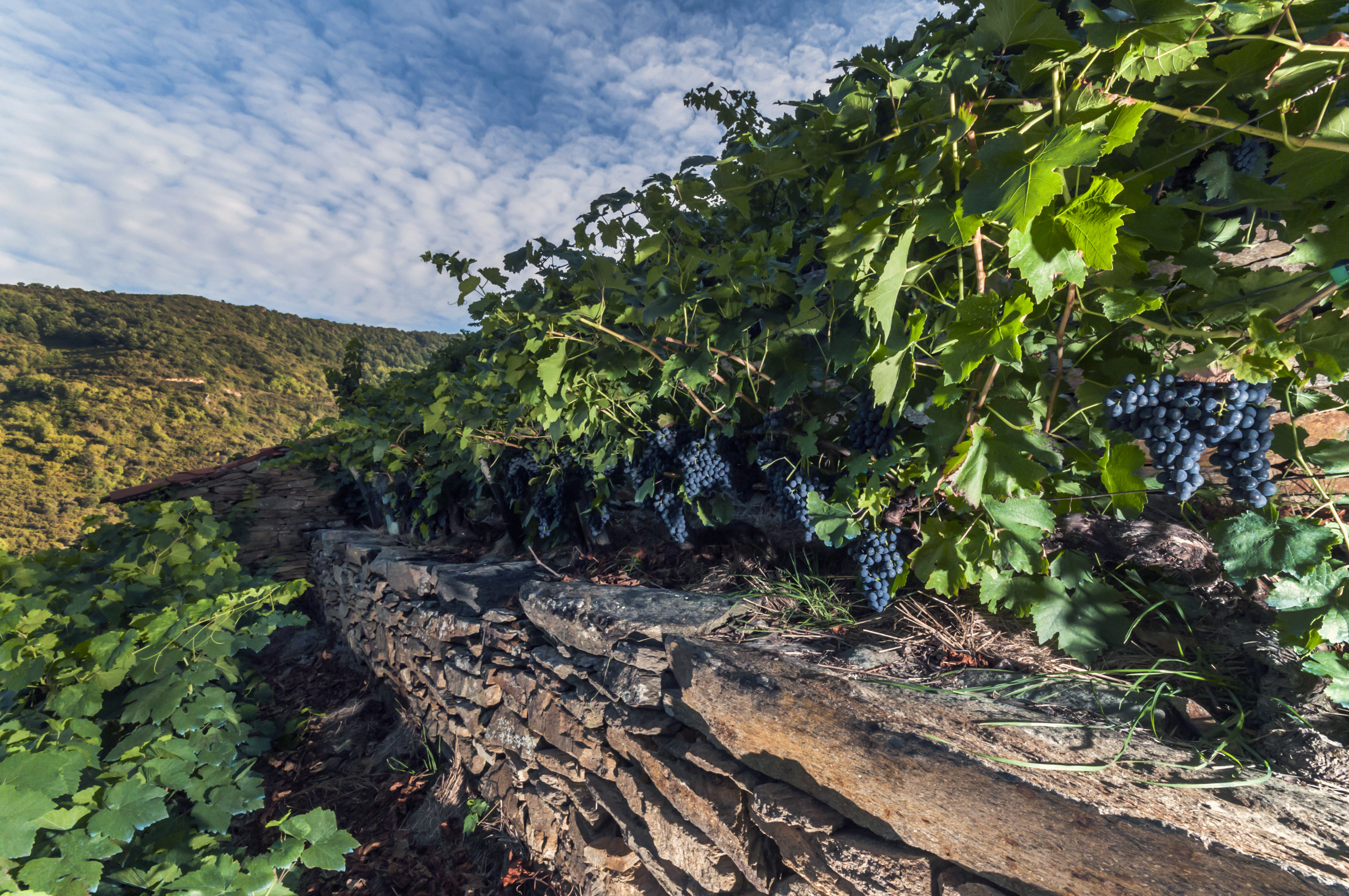 Adegas_Guimaro - Wide - 9.jpg