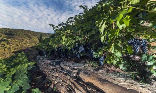 Adegas_Guimaro - Wide - 9.jpg