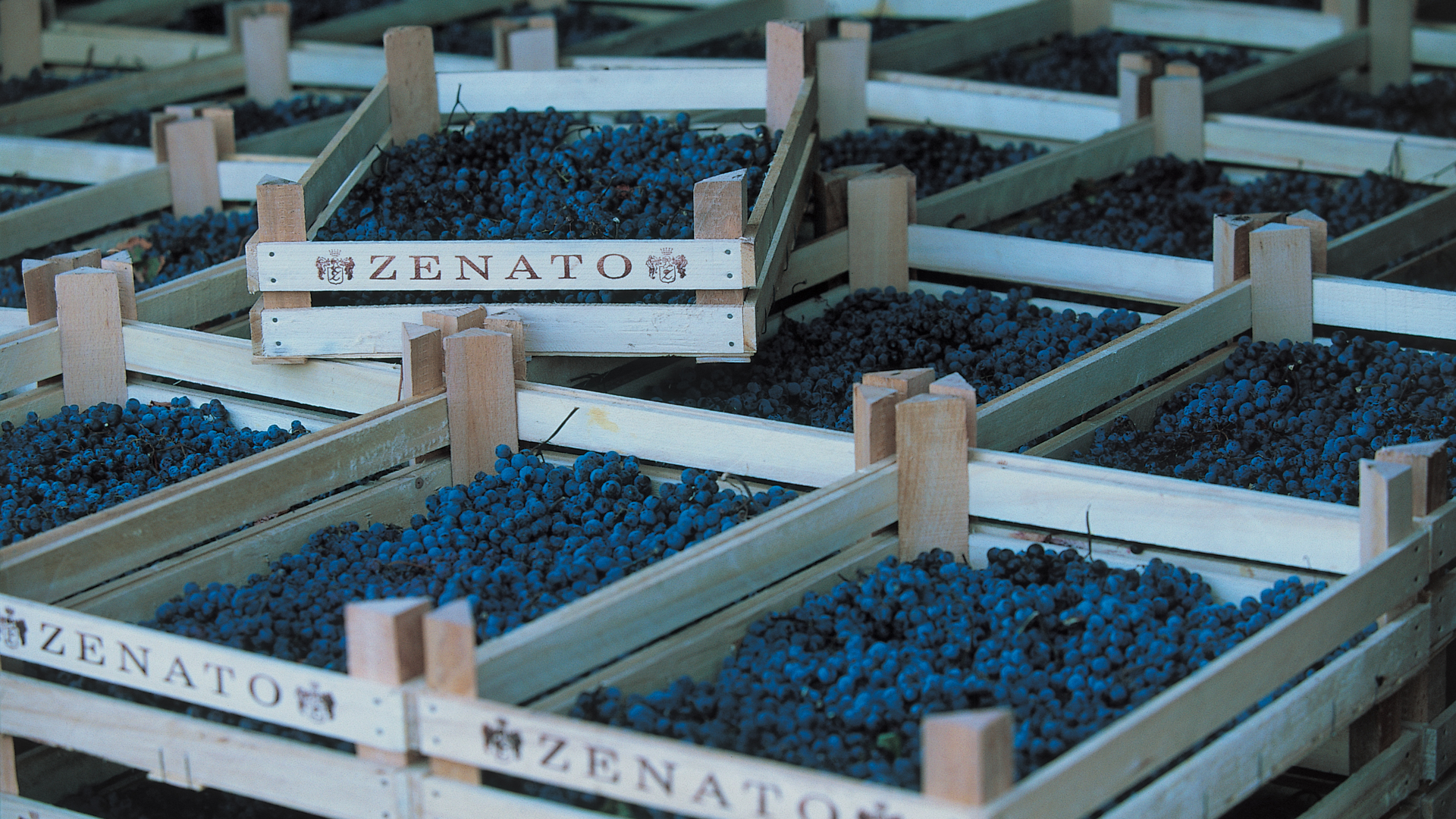 H - Zenato - wide - 6_Edit.jpg