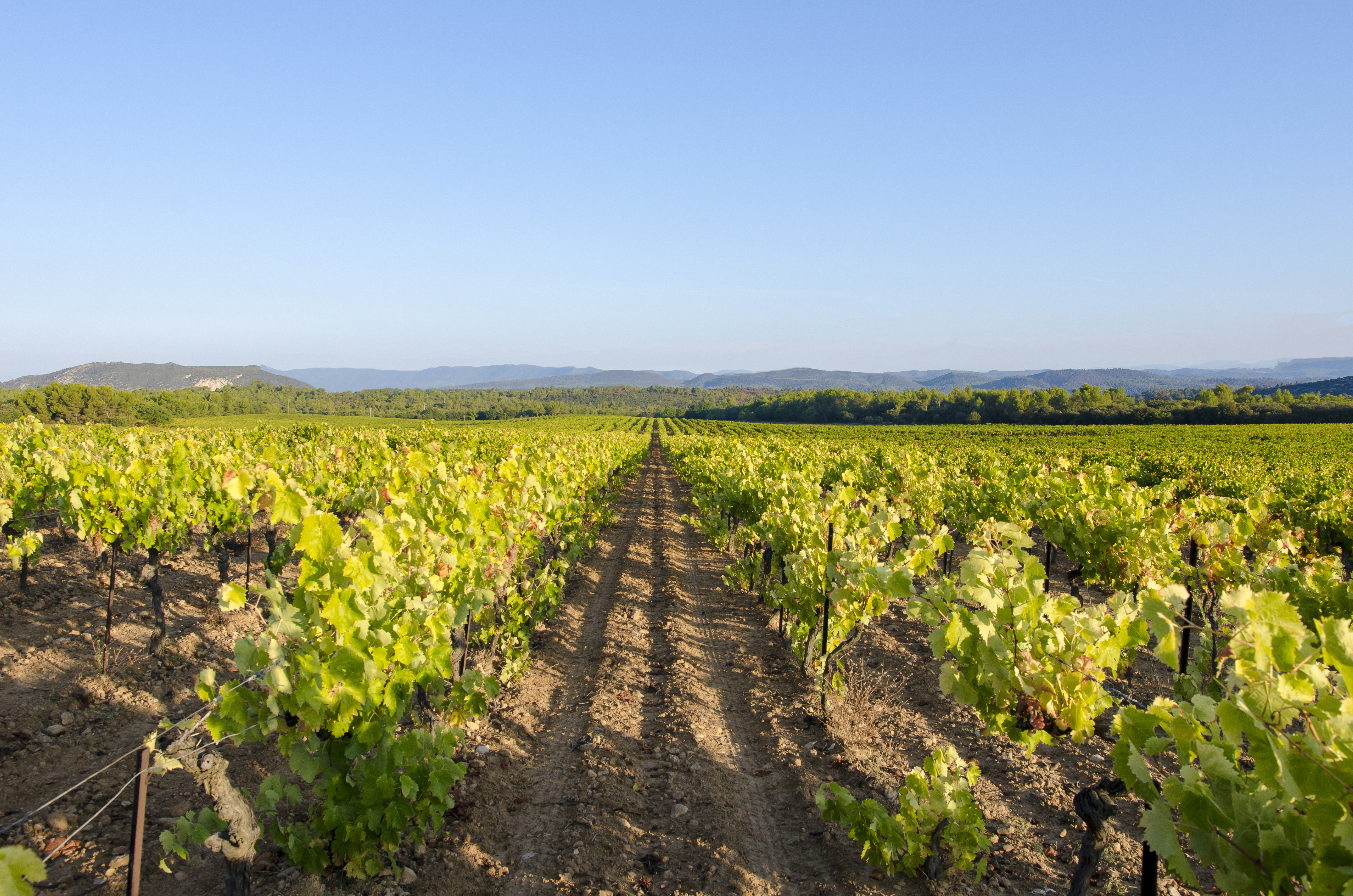 Maison Saint Aix - Winery 26.jpg