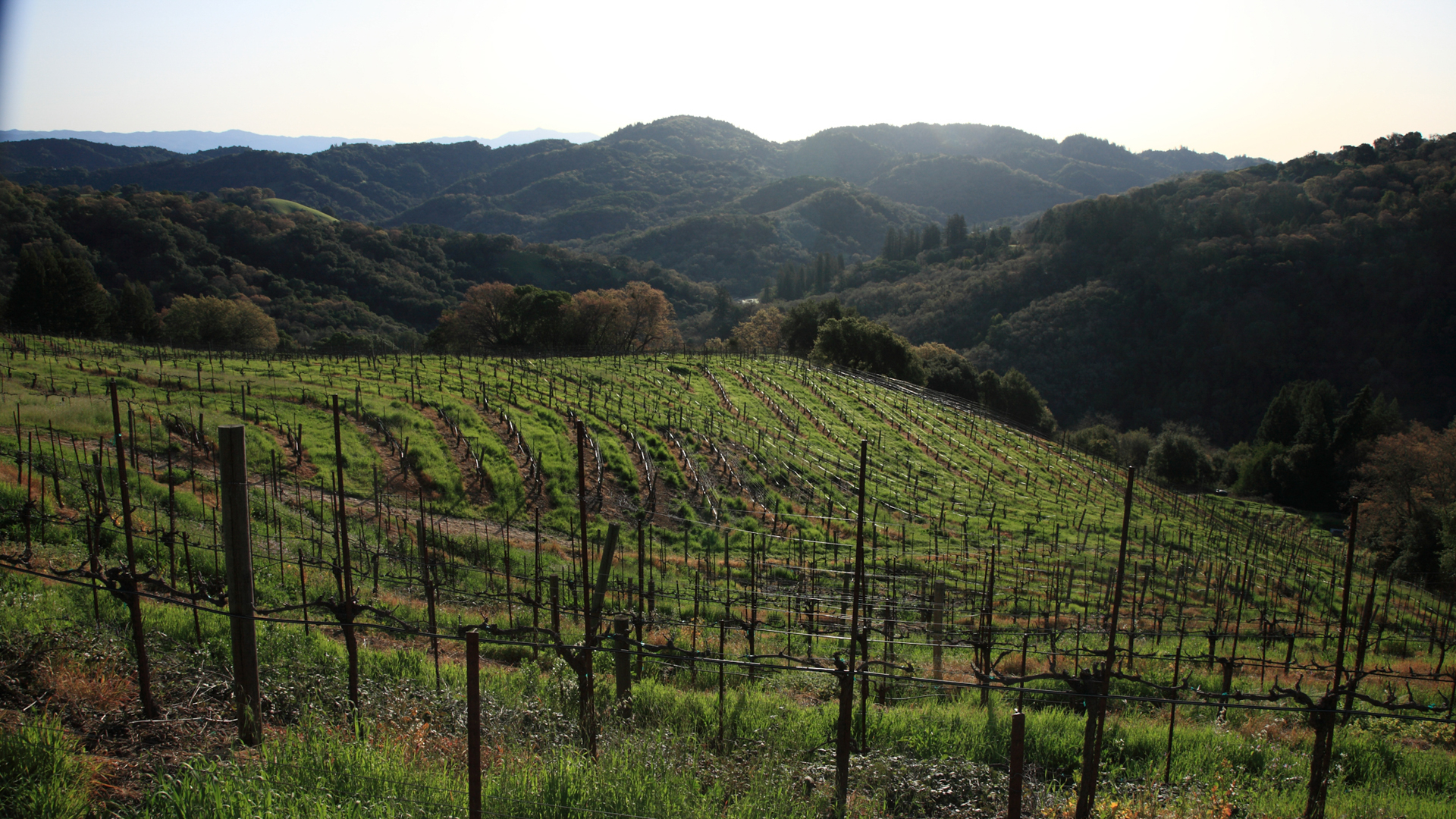 H - Brazin - wide - 2_Edit.jpg